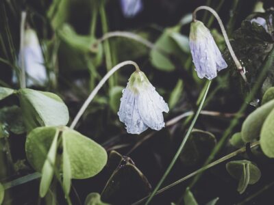 Oxalis acetocella – Harsyra